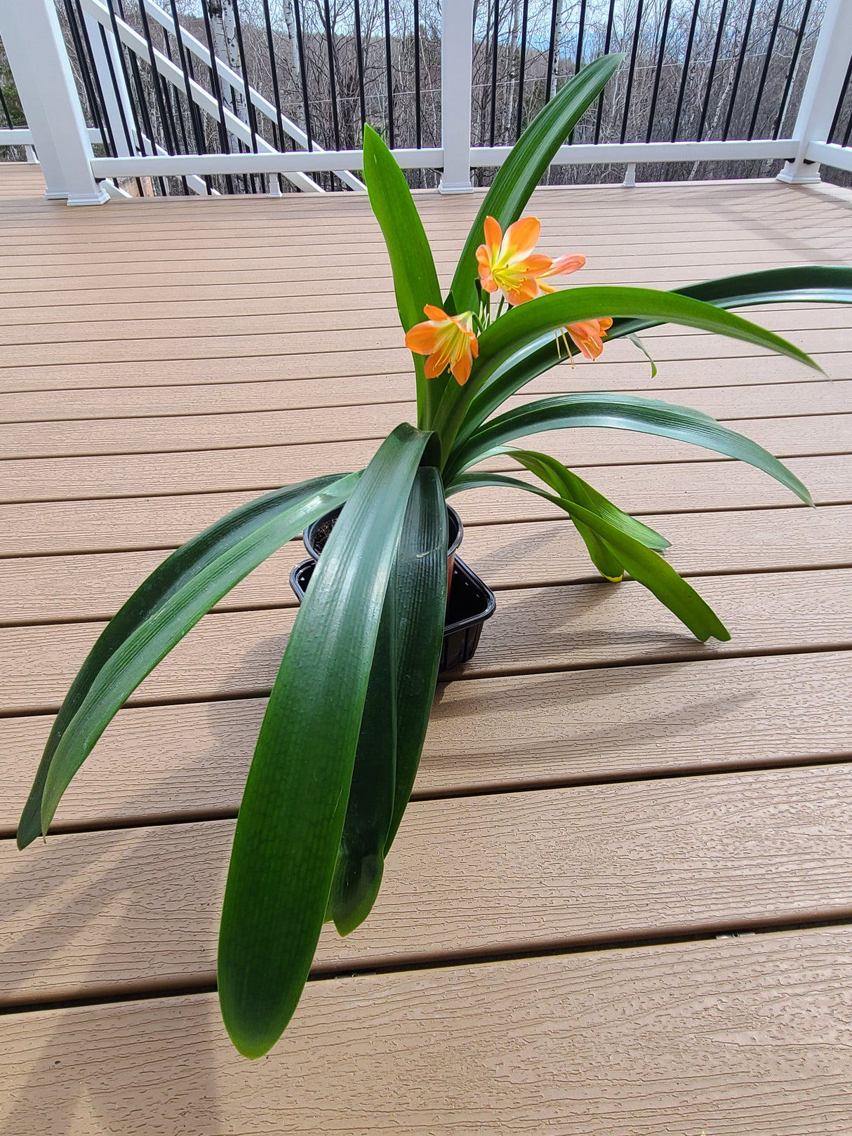 Clivia Green Throat Blooming Plant with Seed Pods