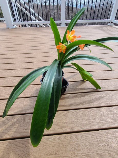 Clivia Green Throat Blooming Plant with Seed Pods