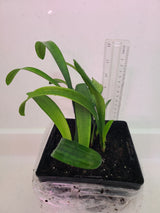 Clivia Yellow Stud Seedling 4-5 in Tall