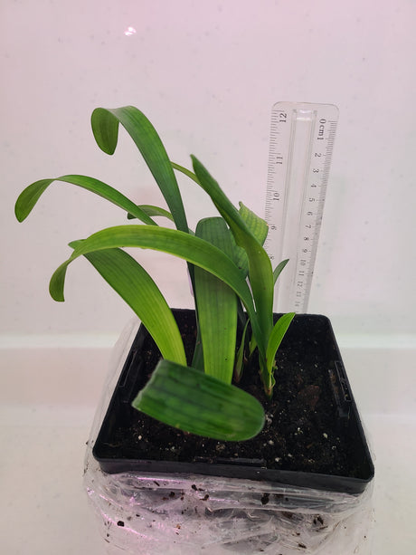 Clivia Yellow Stud Seedling 4-5 in Tall