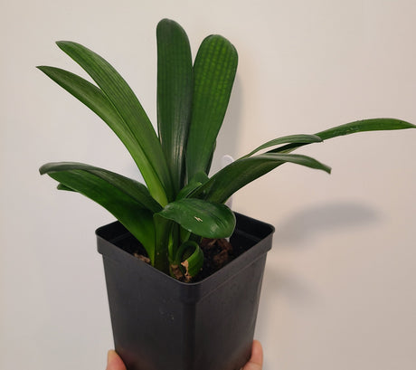 Clivia Compact Broad Leaf Chinese Radiant Blush x Self One Plant