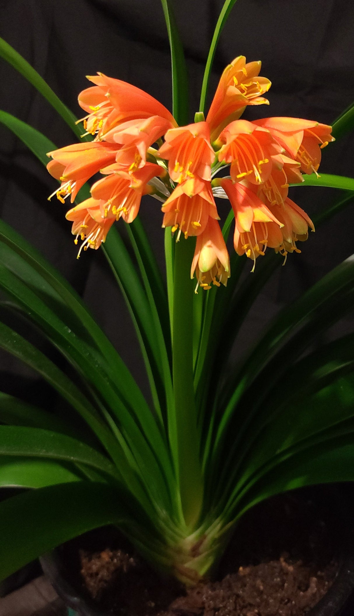 Clivia Orange Open-Pollinated Seedling