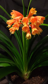 Clivia Orange Open-Pollinated Seedling