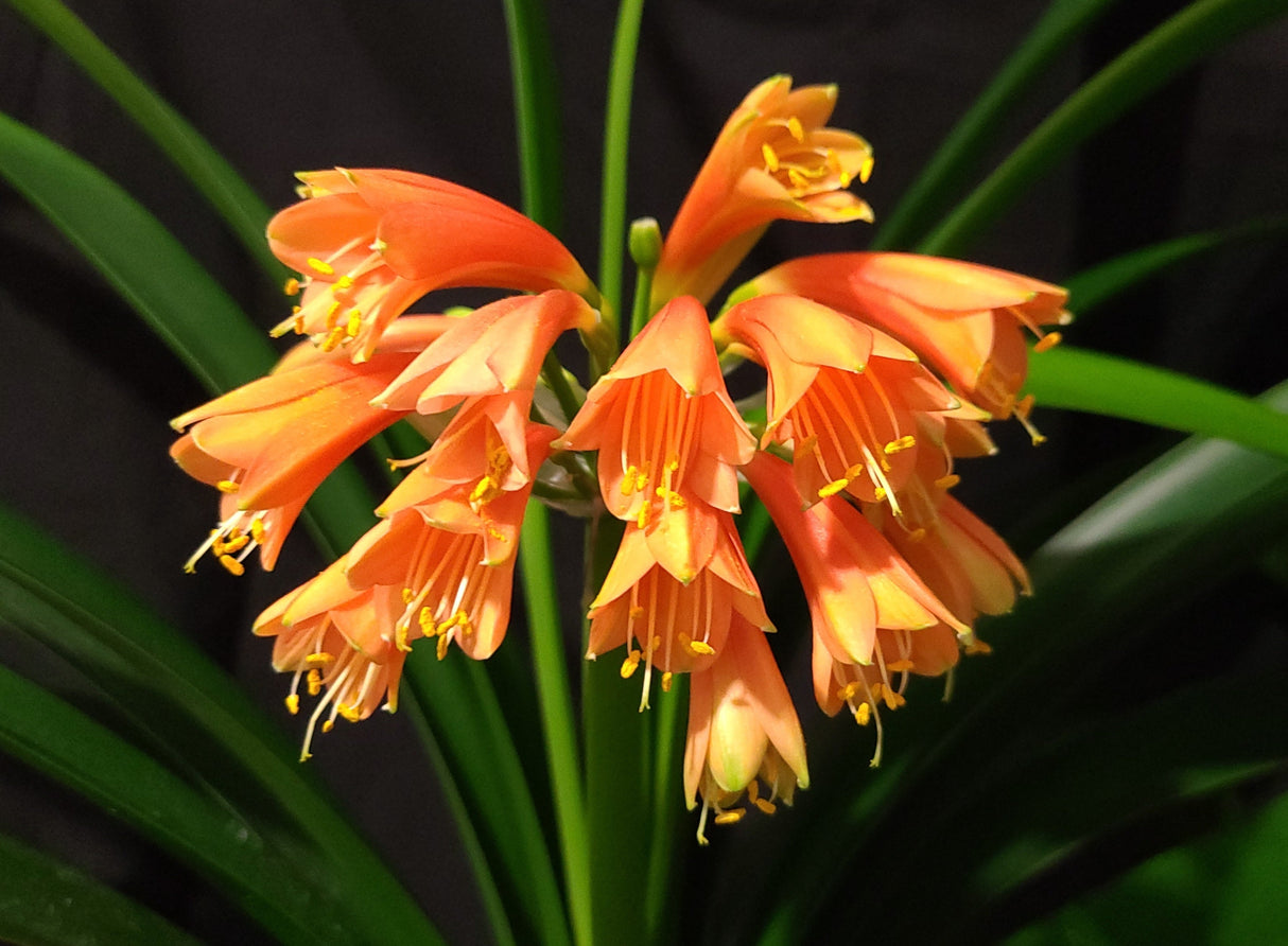 Clivia Orange Open-Pollinated Seedling