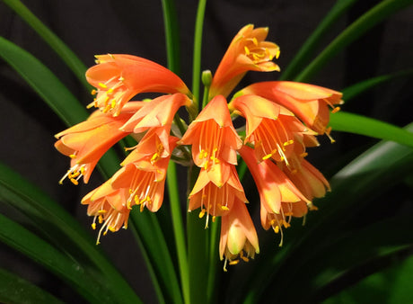Clivia Orange Open-Pollinated Seedling
