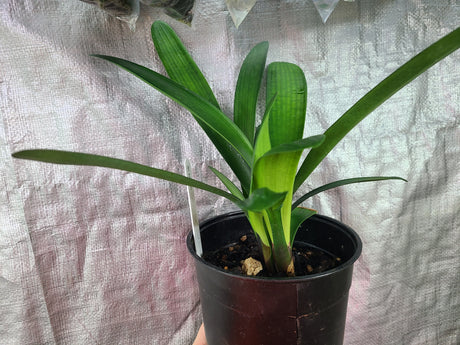 Clivia Hybrid Seedling Gunston x Gun Metal Hirao