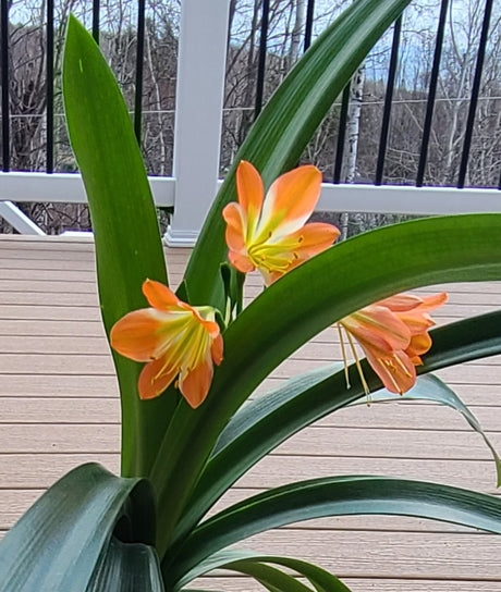 Clivia Green Throat Blooming Plant with Seed Pods