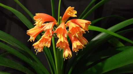 Clivia Orange Open-Pollinated Seedling