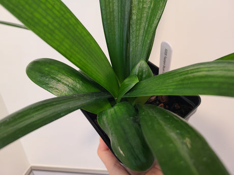 Clivia Compact Broad Leaf Chinese Radiant Blush x Self One Plant