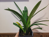 Clivia Interspecific Seedling Plant