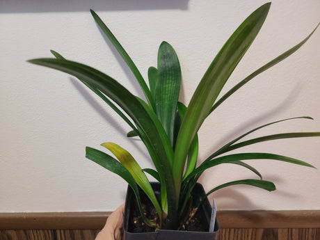 Clivia Interspecific Seedling Plant