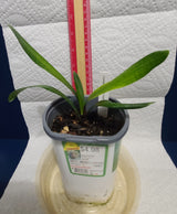 Clivia Seedling Plant Orange Pastel
