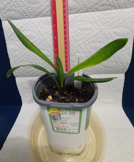 Clivia Seedling Plant Orange Pastel