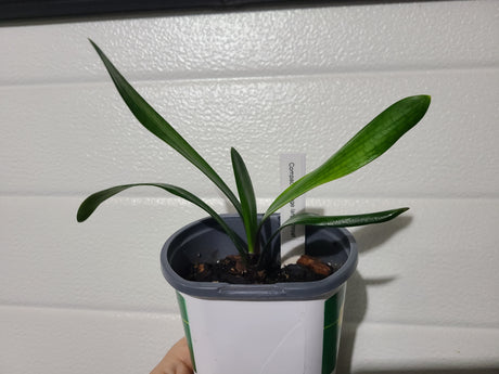 Clivia Seedling Plant Orange Pastel