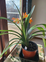 Clivia Green Throat Blooming Plant with Seed Pods