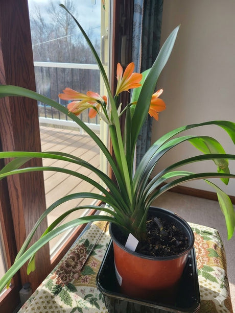 Clivia Green Throat Blooming Plant with Seed Pods