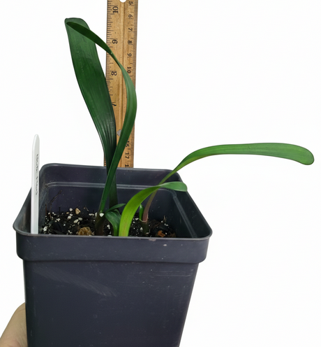 Clivia Red Miniata Seedling Heat Pack 4-6" Tall