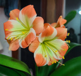 Clivia Plant Orange Bloom Seedling