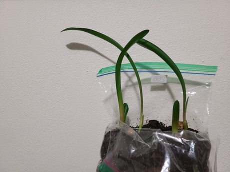 Clivia Groot Piet x Self Seedling 4-6" Tall