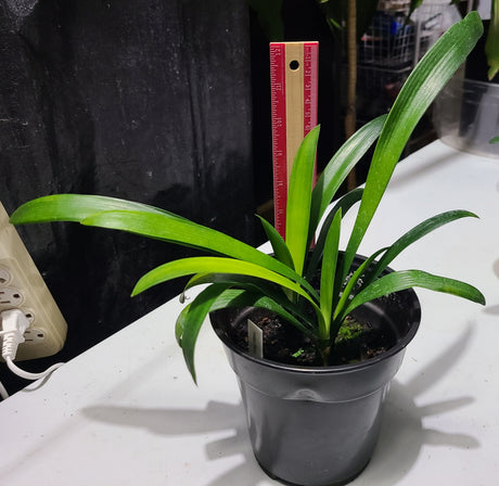 Clivia Plant Orange Bloom Seedling