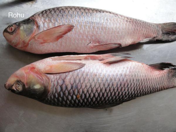 Rohu 3 KG