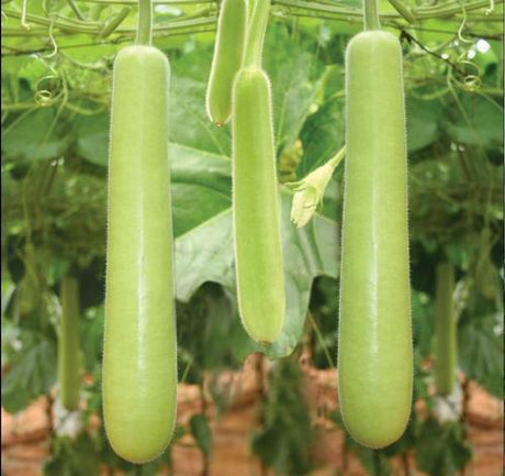 Indian Squash Long