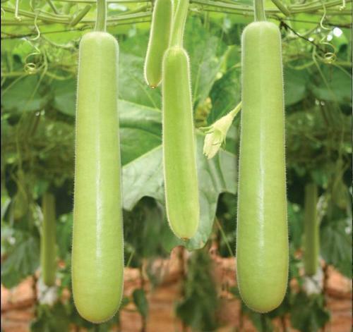Indian Squash Long