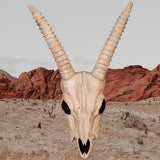 Skeleton Gazelle Head – 18" Halloween Skull Decoration