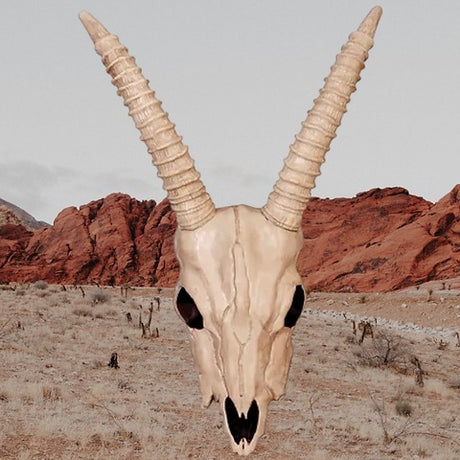 Skeleton Gazelle Head – 18" Halloween Skull Decoration