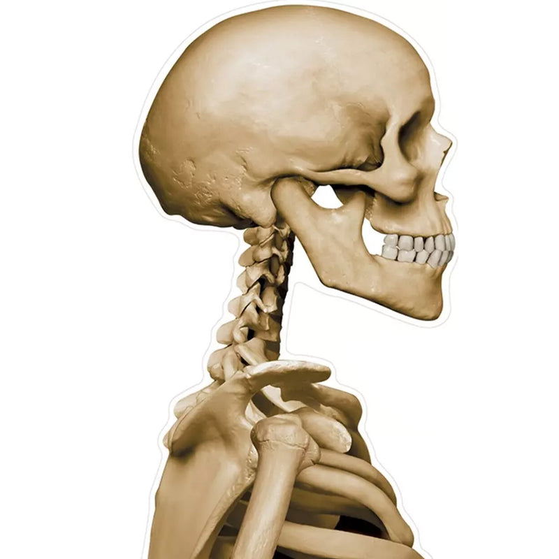 Skeleton Car Cling