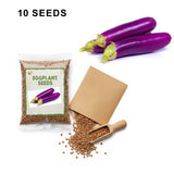 Long Purple Eggplant Seeds Heirloom Organic High Yield Garden Variety