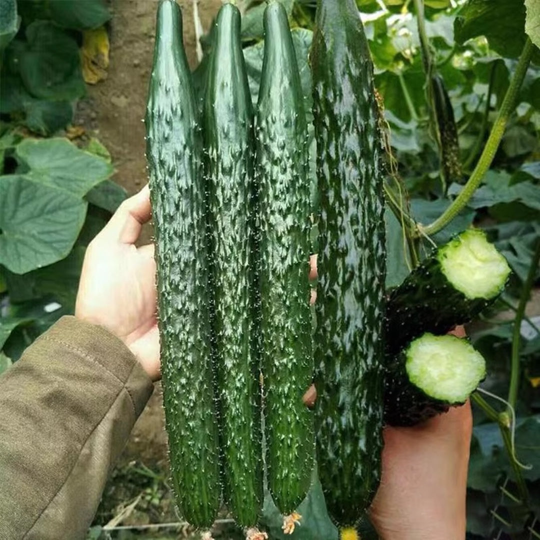 Jinyan Four Cucumber Seeds 30 Coated Seeds Early Main Vine Variety