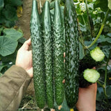 Jinyan Four Cucumber Seeds 30 Coated Seeds Early Main Vine Variety