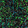 Sanibel Seashell Polyester Velvet Sequin Fabric - Seashell Sequin Embellishment, 49" Width (1 Yard)