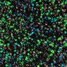 Sequin Velvet Seashell Fabric
