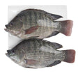 Telapia 500g