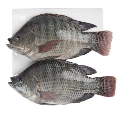 Telapia 500g