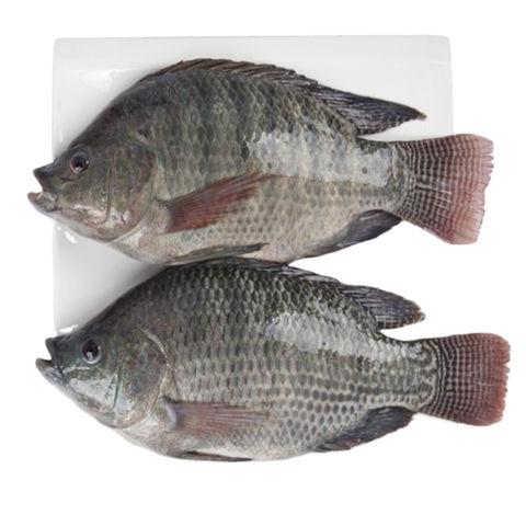 Telapia 500g