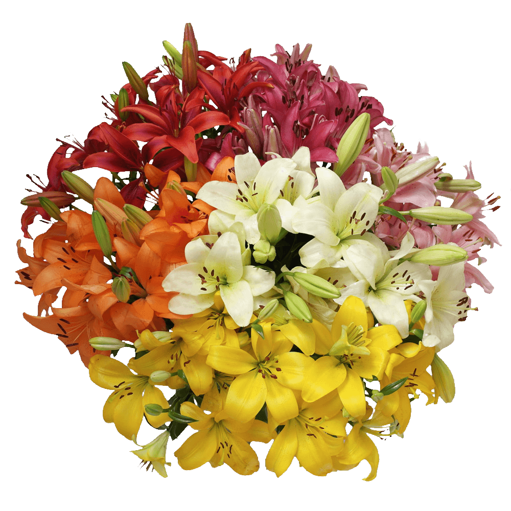 Premium Assorted Asiatic Lilies for Wedding Decor