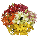 Premium Assorted Asiatic Lilies for Wedding Decor