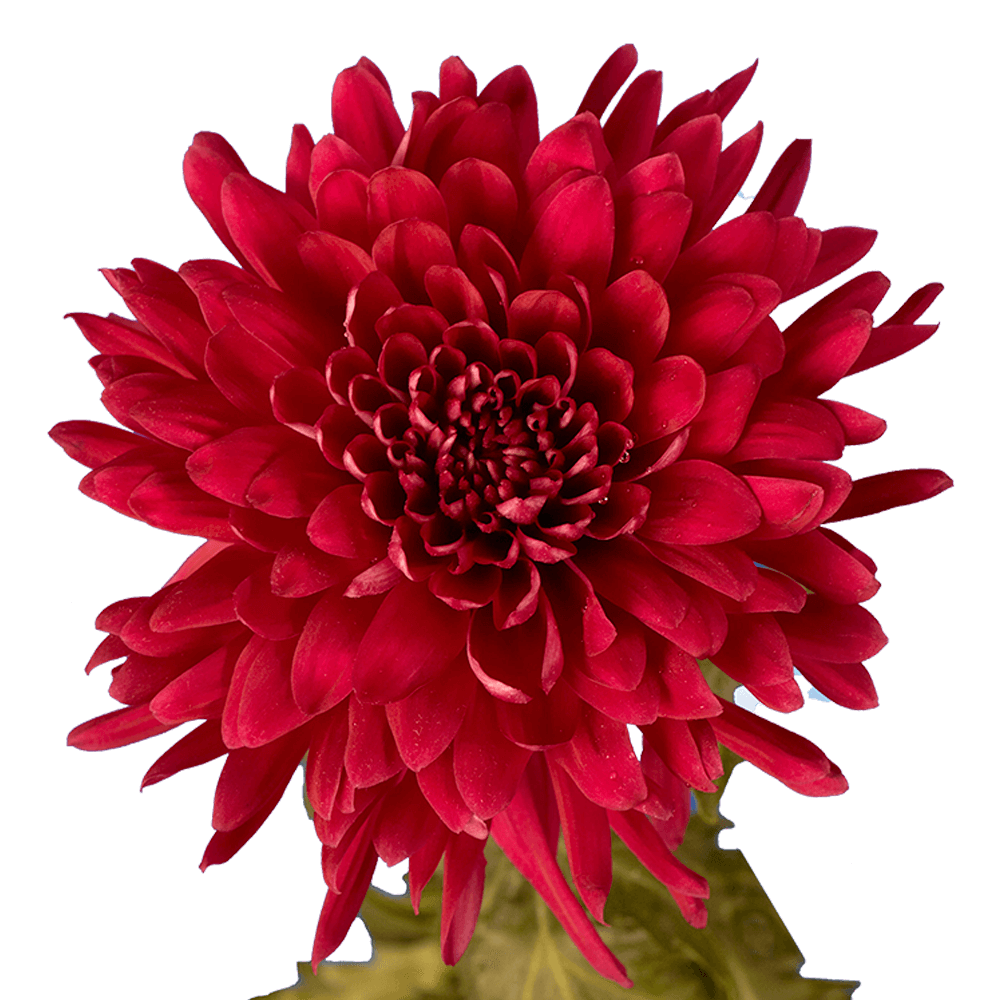 Burgundy Disbud Pom Poms Bunches – Fresh Cut Flowers