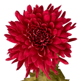 Burgundy Disbud Pom Poms Bunches – Fresh Cut Flowers