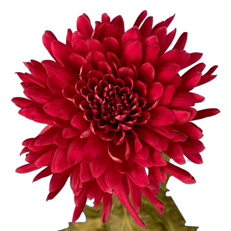 Burgundy Disbud Pom Poms Bunches – Fresh Cut Flowers