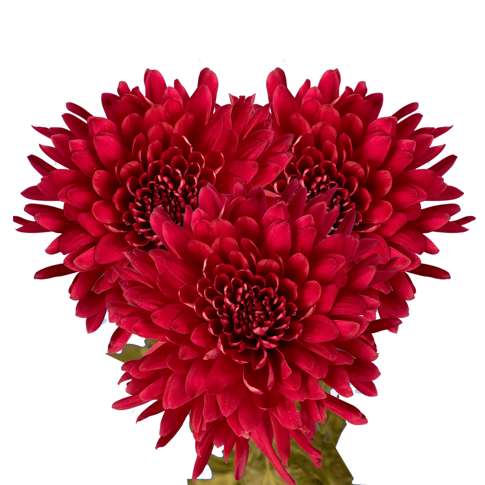 Burgundy Disbud Pom Poms Bunches – Fresh Cut Flowers