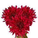 Burgundy Disbud Pom Poms Bunches – Fresh Cut Flowers