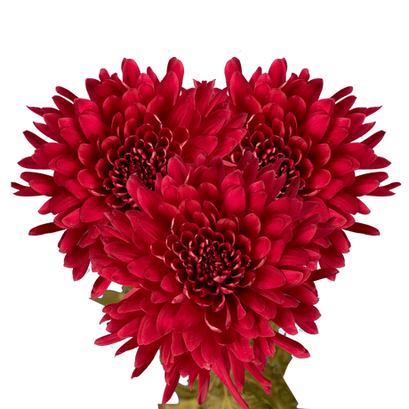 Burgundy Disbud Pom Poms Bunches – Fresh Cut Flowers