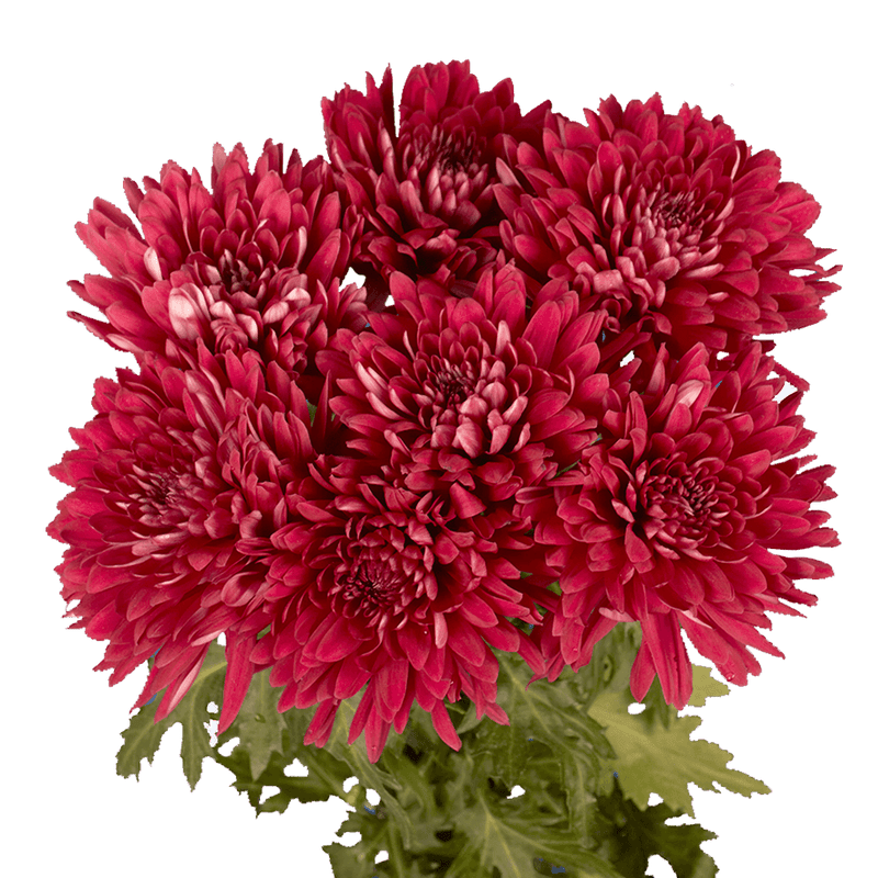 Burgundy Disbud Pom Poms Bunches – Fresh Cut Flowers