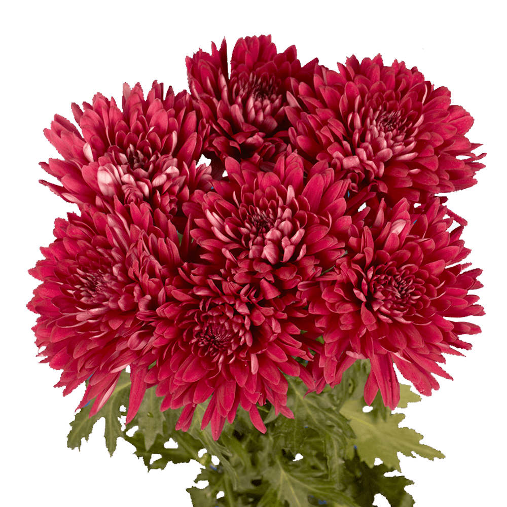 Burgundy Disbud Pom Poms Bunches – Fresh Cut Flowers