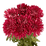 Burgundy Disbud Pom Poms Bunches – Fresh Cut Flowers