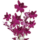 Purple New Wasana Orchids Bunches – Fresh Cut Flowers
